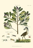 Naturalist Study II Fine Art Print