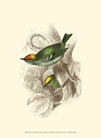 Fire-Crowned and Common Goldcrest Fine Art Print