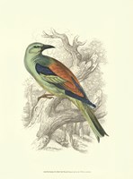 Roller Fine Art Print