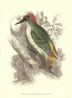 Green Woodpecker Fine Art Print