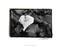 Floral Elegance III Fine Art Print