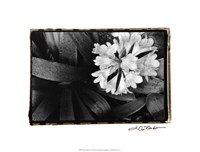 Floral Elegance IV Fine Art Print