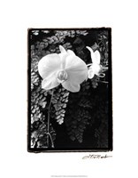 Striking Orchids I Fine Art Print
