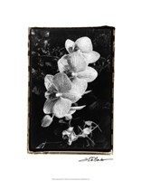 Striking Orchids II Fine Art Print