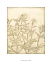 Ivory Field II Fine Art Print