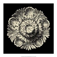 Black and Tan Rosette III Fine Art Print