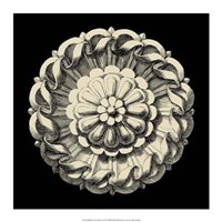 Black and Tan Rosette IV Fine Art Print