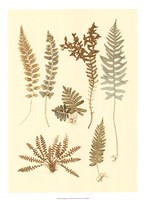 Fern Impressions I Fine Art Print