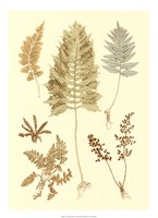 Fern Impressions II Fine Art Print