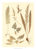 Fern Impressions III Fine Art Print
