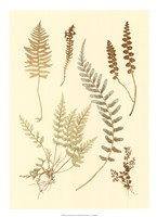 Fern Impressions IV Fine Art Print