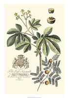 Imperial Foliage I Fine Art Print