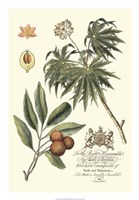 Imperial Foliage II Fine Art Print