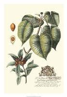 Imperial Foliage III Fine Art Print