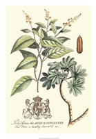 Imperial Foliage IV Fine Art Print