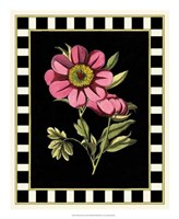 Pink Peony III Fine Art Print