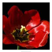 Shimmering Tulips I Fine Art Print