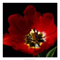 Shimmering Tulips II Fine Art Print