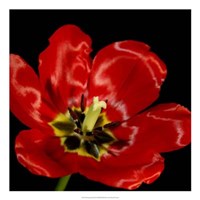 Shimmering Tulips III Fine Art Print