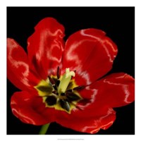 Shimmering Tulips III Fine Art Print