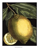 Fragrant Citrus II Fine Art Print
