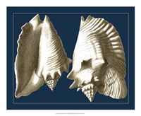 Conch Shells on Navy I Fine Art Print