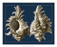 Conch Shells on Navy II Fine Art Print