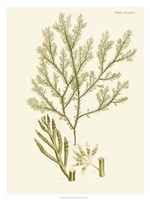 Dramatic Seaweed I Fine Art Print