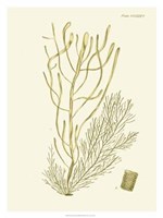 Dramatic Seaweed III Fine Art Print