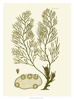 Dramatic Seaweed IV Fine Art Print