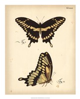 Butterfly Profile I Fine Art Print