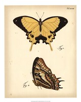 Butterfly Profile II Fine Art Print