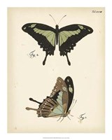 Butterfly Profile III by Vision Studio - 16" x 20"