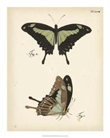 Butterfly Profile III Fine Art Print