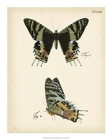 Butterfly Profile IV by Vision Studio - 16" x 20" - $22.49