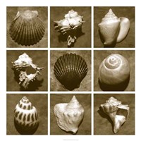 Shell Sampler Fine Art Print