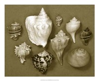 Shell Collector Series I Fine Art Print