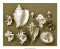 Shell Collector Series II Fine Art Print