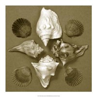 Shell Collector Series III Fine Art Print