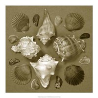 Shell Collector Series IV Fine Art Print