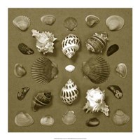 Shell Collector Series VI Fine Art Print