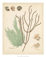 Coastal Relic I Fine Art Print