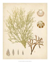 Coastal Relic II Fine Art Print