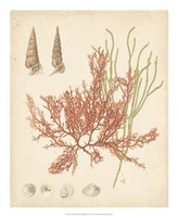 Coastal Relic III Fine Art Print