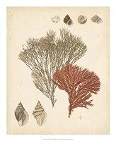 Coastal Relic IV Fine Art Print