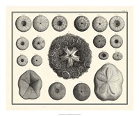 Aegean Collection I Fine Art Print