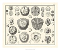 Aegean Collection II Fine Art Print