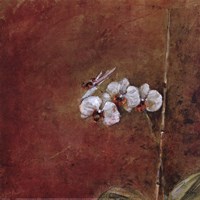 Orchid Series III (Simplicity III) Fine Art Print