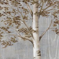 Birch Study I Fine Art Print