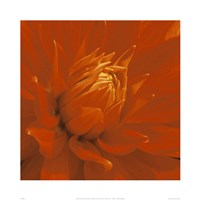 Dahlia Fine Art Print